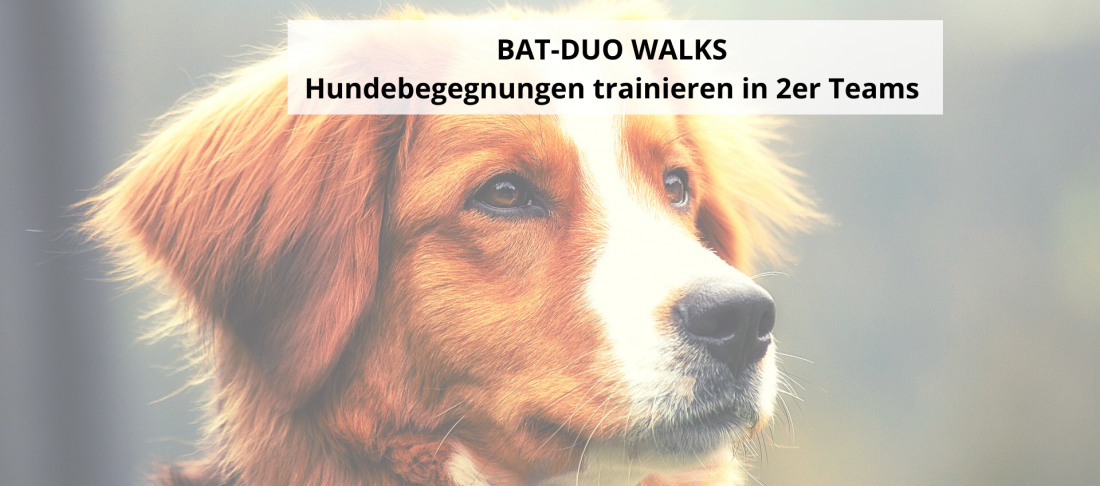 Hundebegegnungen 